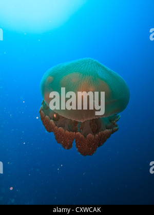 Fort des méduses, les cnidaires rhizostome, flotteurs par elle-même dans les eaux de la grande barrière de corail en Australie Banque D'Images