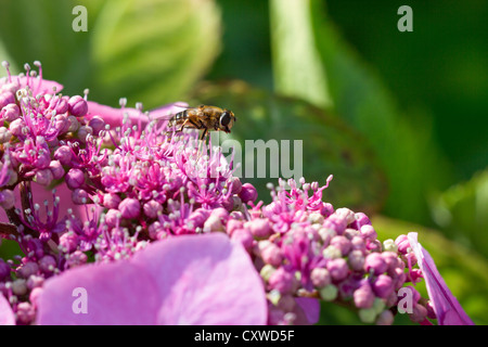 Collecte d'abeilles nectar de rose mauve Hortensia. Banque D'Images