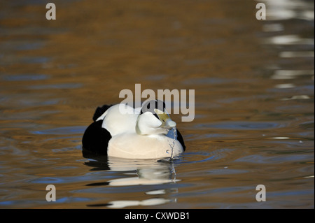 L'eider à duvet (Somateria mollissima) Banque D'Images