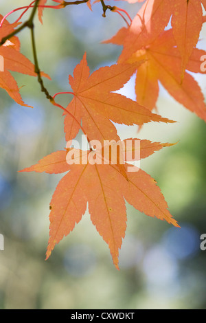 Lumière du soleil à travers feuilles Amoenum Acer palmatum. Banque D'Images