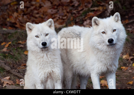 Loup arctique et les jeunes adultes. Banque D'Images