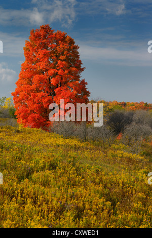 L'Érable rouge lumineux unique arbre dans un champ de verge sur coeur Lake Road Caledon (Ontario) Canada à l'automne Banque D'Images