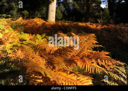 Wakehurst place Sussex UK 14 octobre 2012 - Medie Photocall - le soleil d'automne fait ressortir les couleurs et les visiteurs de Wakehurst dans le Sussex Banque D'Images