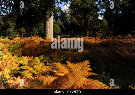 Wakehurst place Sussex UK 14 octobre 2012 - Medie Photocall - le soleil d'automne fait ressortir les couleurs et les visiteurs de Wakehurst dans le Sussex Banque D'Images