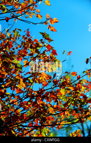 Wakehurst Place Sussex UK 14 octobre 2012 - soleil d'automne fait ressortir les couleurs et les visiteurs de Wakehurst Place dans le Kent. Banque D'Images