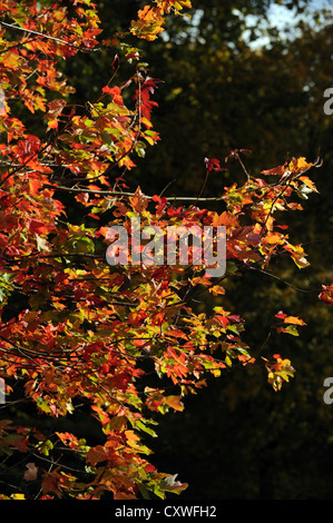 Wakehurst place Sussex UK 14 octobre 2012 - Medie Photocall - le soleil d'automne fait ressortir les couleurs et les visiteurs de Wakehurst dans le Sussex Banque D'Images