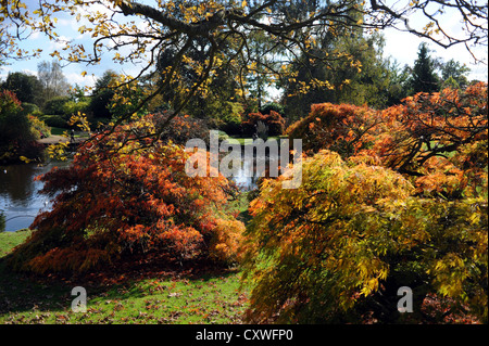 Wakehurst Place Sussex UK 14 octobre 2012 - soleil d'automne fait ressortir les couleurs et les visiteurs de Wakehurst Place dans le Kent. Banque D'Images