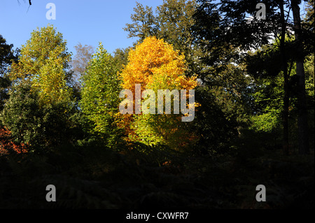 Wakehurst Place Sussex UK 14 octobre 2012 - soleil d'automne fait ressortir les couleurs et les visiteurs de Wakehurst Place dans le Kent. Banque D'Images