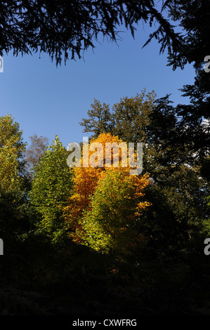 Wakehurst Place Sussex UK 14 octobre 2012 - soleil d'automne fait ressortir les couleurs et les visiteurs de Wakehurst Place dans le Kent. Banque D'Images