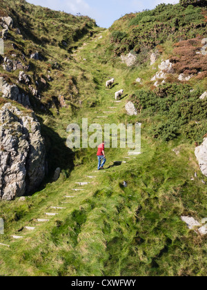 L'homme marche en montée avec deux chiens sur un épaulement de la section raide Isle of Anglesey Sentier Littoral près de Cemaes North Wales Royaume-uni Grande-Bretagne Banque D'Images