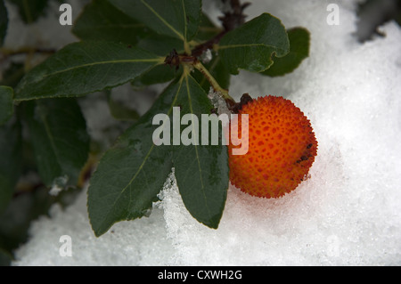 Fruit de l'arbre aux fraises avec de la neige (Grèce) Banque D'Images