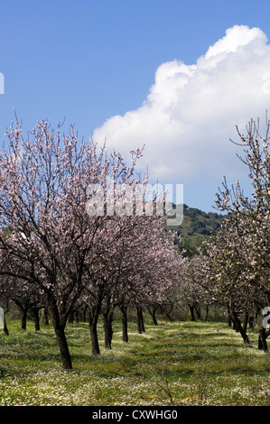 Verger d'amandiers en fleur (péninsule de Pelion, Thessalie, Grèce) Banque D'Images