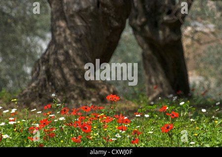 Anémone Anémone (fleurs de pavot coronaria) dans de vieux oliviers sur la péninsule du Pélion (Thessalie, Grèce) Banque D'Images