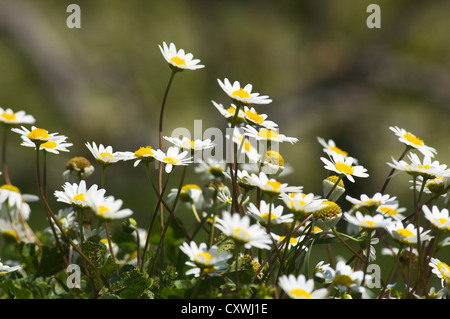 Close-up de la grande camomille on meadow in springtime Banque D'Images