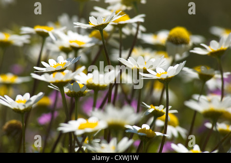 Close-up de la grande camomille on meadow in springtime Banque D'Images