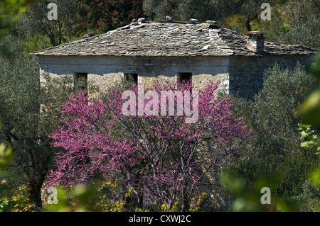 Vieille maison abandonnée avec un toit en ardoise derrière un arbre de Judée à fleurs Banque D'Images