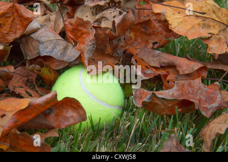 Une balle de tennis perdu dans les feuilles sèches. Banque D'Images