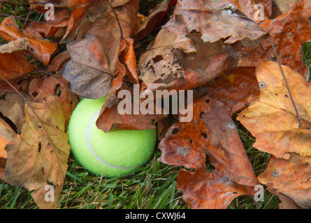 Une balle de tennis perdu dans les feuilles sèches. Banque D'Images