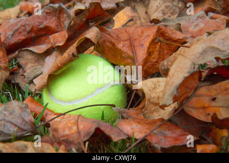 Une balle de tennis perdu dans les feuilles sèches. Banque D'Images