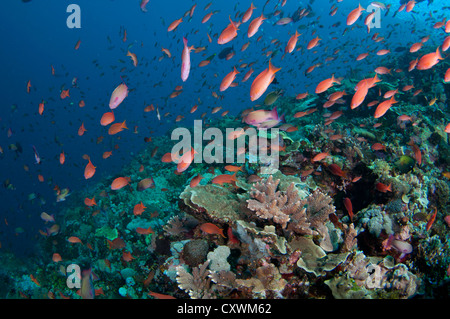 Plusieurs espèces de petits poissons tels que les demoiselles et d'anthias se nourrissent de plancton dans la colonne d'eau au-dessus de coraux durs Banque D'Images