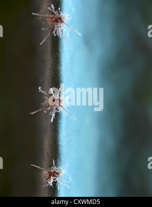 Cobweb sur cactus thorns Banque D'Images