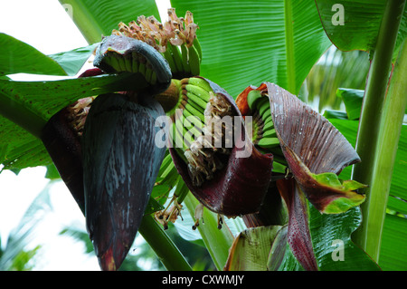 Haut de l'étape de floraison de la plante de banane Banque D'Images