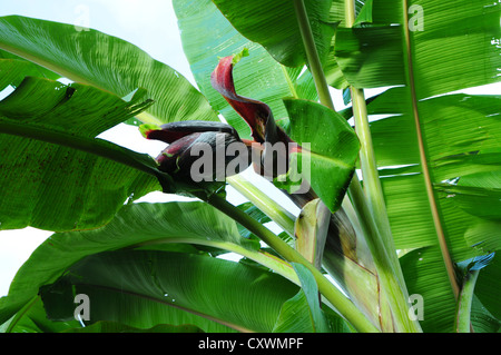 Haut de l'étape de floraison de la plante de banane Banque D'Images