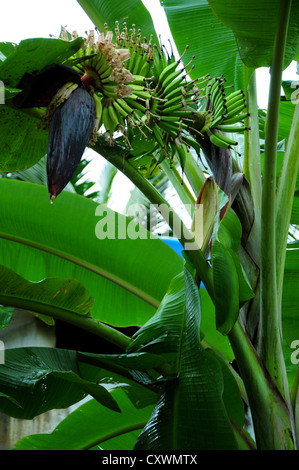 Haut de l'étape de floraison de la plante de banane Banque D'Images