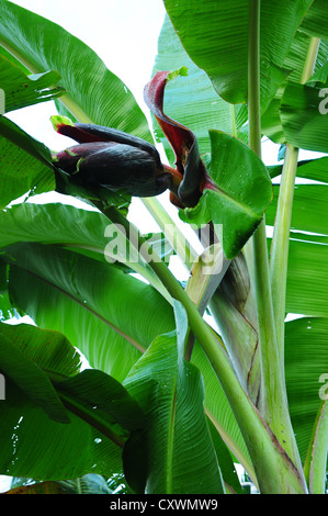 Haut de l'étape de floraison de la plante de banane Banque D'Images