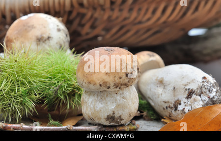 En face de champignons porcini un panier en osier entre les feuilles et châtaignes Banque D'Images