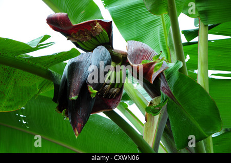 Haut de l'étape de floraison de la plante de banane Banque D'Images