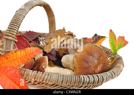 En champignons porcini un panier en osier blanc bacground entre les feuilles sur Banque D'Images