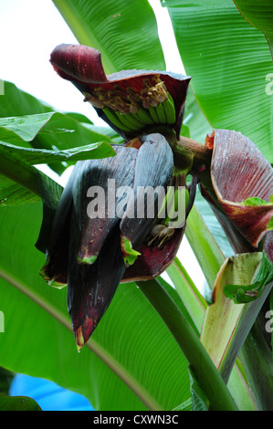 Haut de l'étape de floraison de la plante de banane Banque D'Images