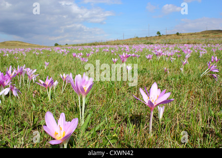 Prairie recouverte de crocus d'automne (Colchicum autumnale) Banque D'Images