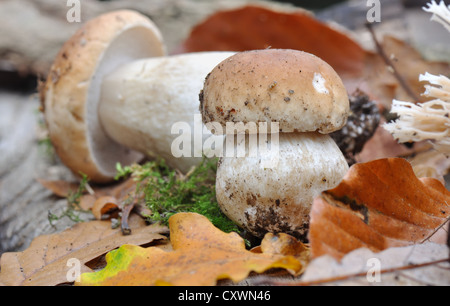 Parmi les feuilles tombées champignons porcini Banque D'Images