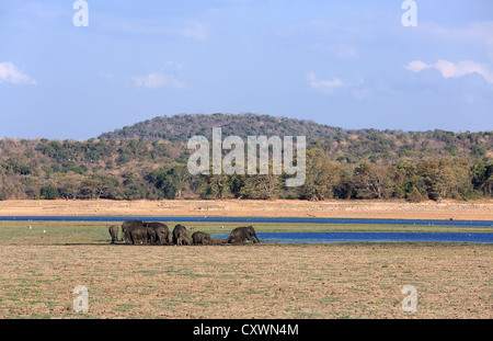 Troupeau d'éléphants se baigner dans une lagune dans le Parc National Minneriya, Sri Lanka. Banque D'Images