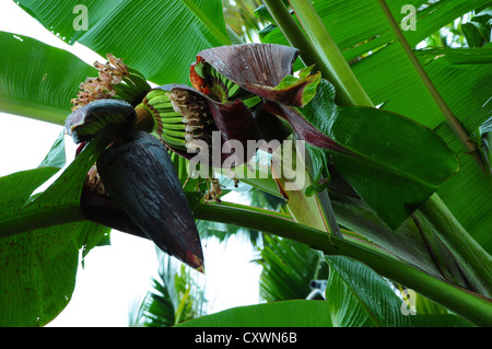 Haut de l'étape de floraison de la plante de banane Banque D'Images