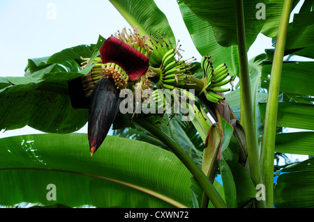 Haut de l'étape de floraison de la plante de banane Banque D'Images