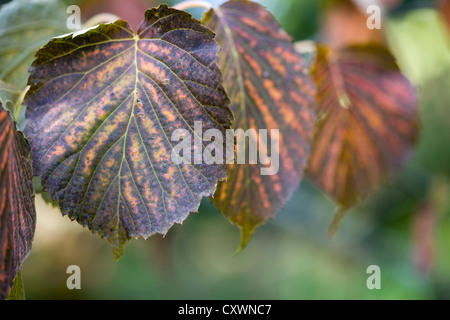 Arbre Davidia involucrata Dove Banque D'Images