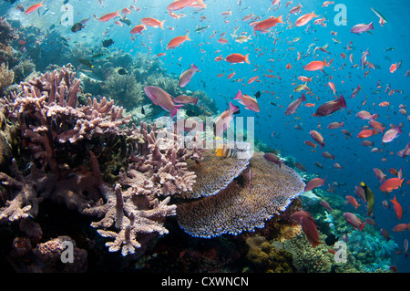 Plusieurs espèces de petits poissons tels que les demoiselles et d'anthias se nourrissent de plancton dans la colonne d'eau au-dessus de coraux durs Banque D'Images