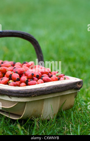 Rosa Canina. Chien d'églantier dans un trug en bois. Banque D'Images