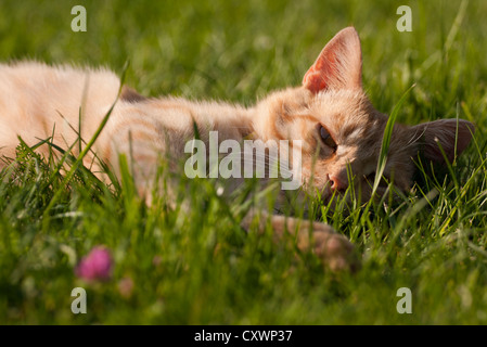 Cute cat orange allongé dans l'herbe. Banque D'Images