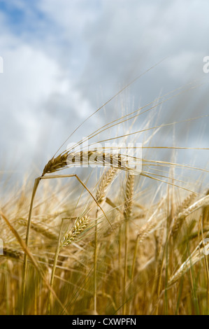 Close up of wheat stalks in tall grass Banque D'Images