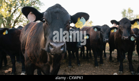 Les vaches portant des tags dans les oreilles Banque D'Images