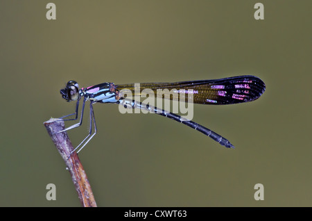 Perforata Heliocypha demoiselle mâle Banque D'Images