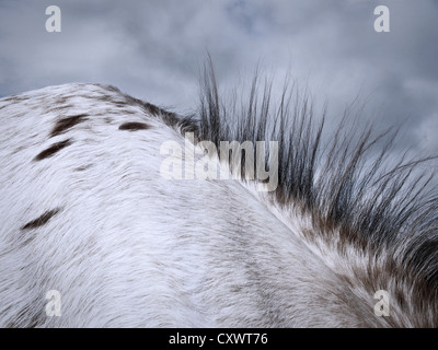 Close up of horse's mane Banque D'Images