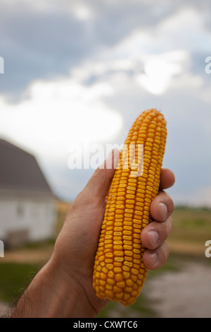 Close up of hand holding ear of corn Banque D'Images