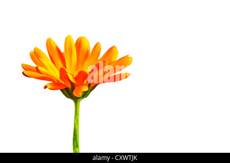 Découpe de fleurs de souci sur un fond blanc Banque D'Images