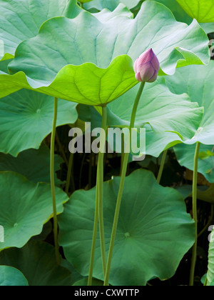 Lotus rose bud avec beaucoup de grandes feuilles vertes autour de Banque D'Images