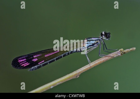 Perforata Heliocypha demoiselle mâle Banque D'Images